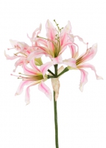 Nerine bowdenii  kliplelie 70 cm